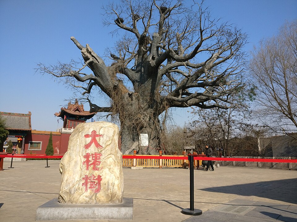 Locust tree of Hongdong