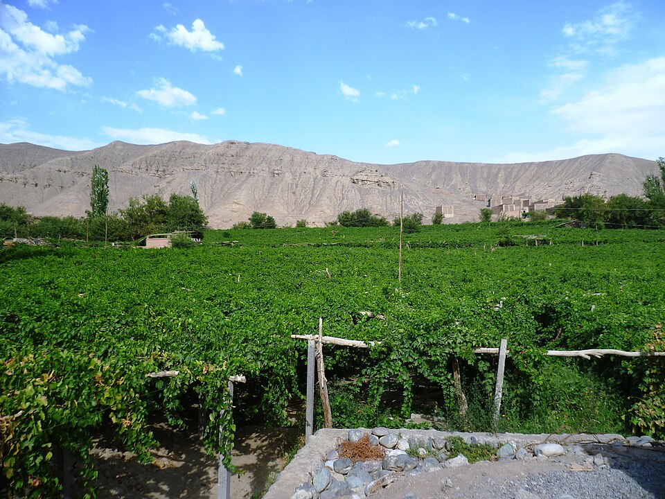 Grape Valley