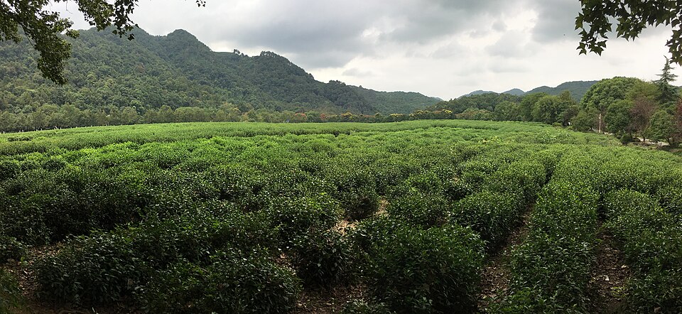China National Tea Museum (Shuangfeng)